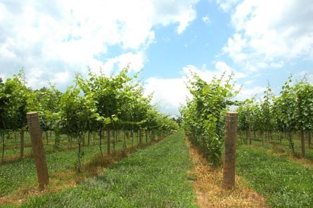 Virginia Winery, Vineyard, Estate Home, and Land For Sale - Charlottesville, Virginia - Wine Real Estate